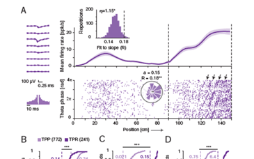 Case Study: High Fidelity Theta Phase Rolling of CA1 Neurons